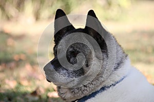 Old Akita