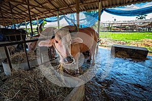 the old Albino buffalo in livestock