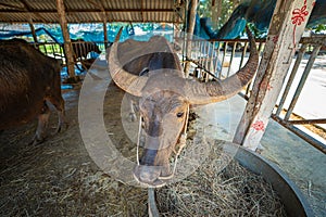 the old Albino buffalo in livestock