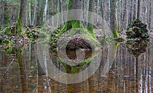 Old alder trees refleciting in water