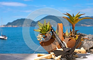 Old Aloe Vera Potted with Rusty Anchor