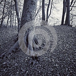 Old alone beech tree surrounded by dry autumn leaves near a sea shore