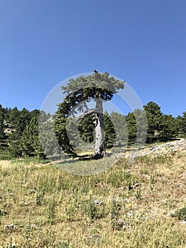 An old and alone black pine tree