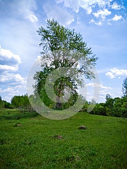 The old alone tree ahead of the field