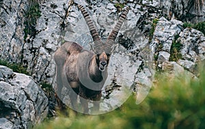 Old alpine capricorn Steinbock Capra ibex standing on rock looking at camera, brienzer rothorn switzerland alps