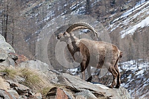 Old Alpine Ibex in Italian Alps