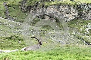 An old Alpine Ibex mountain goat with two horns on the rocks in the meadow in Austrian Alps, Kals am Grossglockner, Austria.