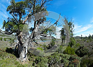 Old Alpine tree in foreground of Central Highlands Tasmania