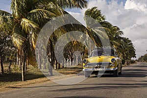 Old american car on street with full of palm trees around. Beatiful road of Bay of Pigs, Cuba