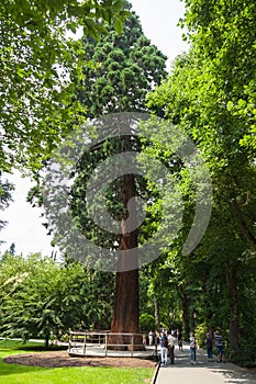 Mammon tree. Grove, background.