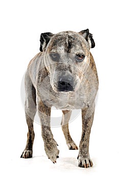 Old american staffordshire terrier