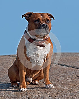 Old American stafforshire terrier male in close-up sitting
