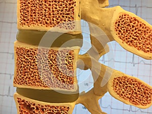 Old anatomical model of human vertebral column