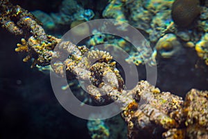 Old anchor chain on background of sea water and reef