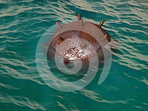 Old anchor contact mine close-up