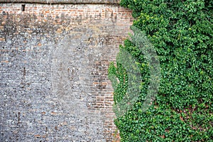 Old ancient brick stone wall texture background with ivy plant