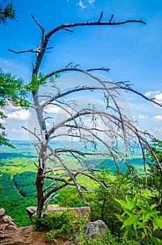 Old and ancient dry tree