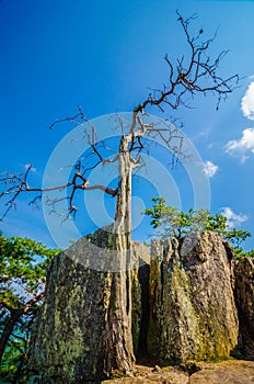 Old and ancient dry tree