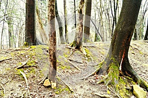 old ancient forest, moss trees, hill,