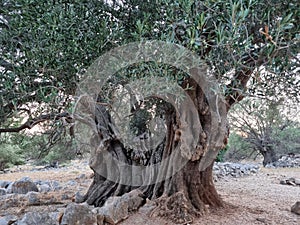 Old, ancient olive tree