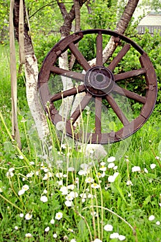 Old ancient wheel and summer grass