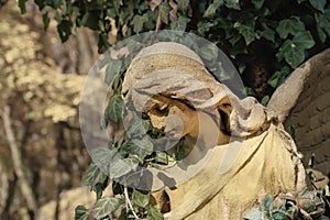 Old angel statue which has become overgrown with ivy death concept