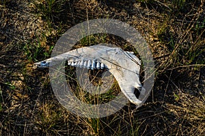 Old animal jaw bone on grass