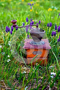 Old antique coffee grinder standing in a flowerbed