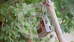 Old Antique Radio in a Leather Case Weighs on a Tree Green Branch on Nature. 4K
