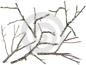 Old apple and cherries tree branches isolated