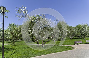 Old apple orchard in Moscow, Russia