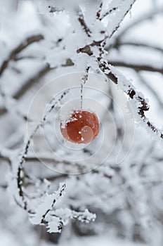 Old apple on a snowy tree branch