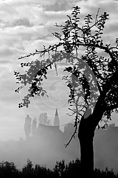 Old Apple Tree In Autumn Fog, Slovenia