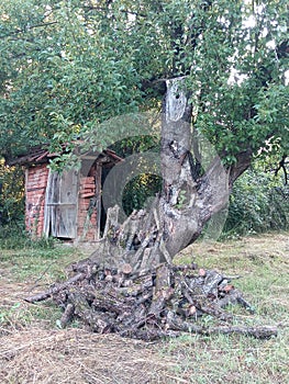 Old apple tree in the back yard