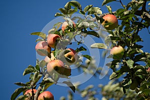 The old apple tree bends under the weight of the many red fruits