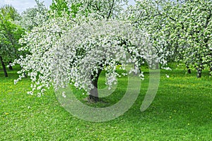 Old apple-tree blossoming with white flowers