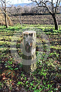 old apple tree cut in an orchard