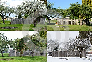 Old apple tree - four seasons