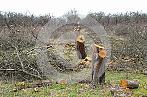 Old apple-tree garden