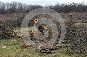 Old apple-tree garden