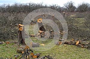 Old apple-tree garden