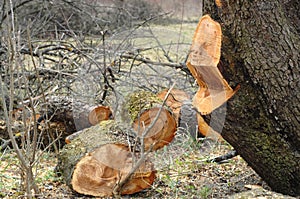 Old apple-tree garden