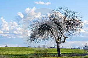 Old apple tree on a green field against blue sky with clouds