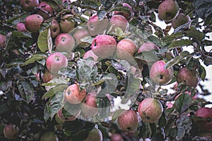 Old apple tree new apples