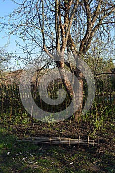 Old apple tree and small decorative fence in country garden. Rural landscape in spring