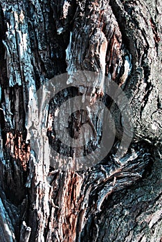 Old apple tree trunk with cracked bark, organic background texture