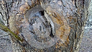 Old apple tree trunk. With defect.