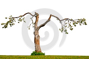 Old apple tree on white