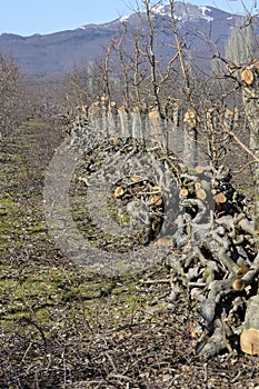 old apple trees cut in an orchard