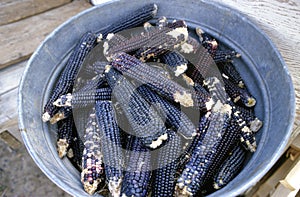 Drying blue corn in the sun photo